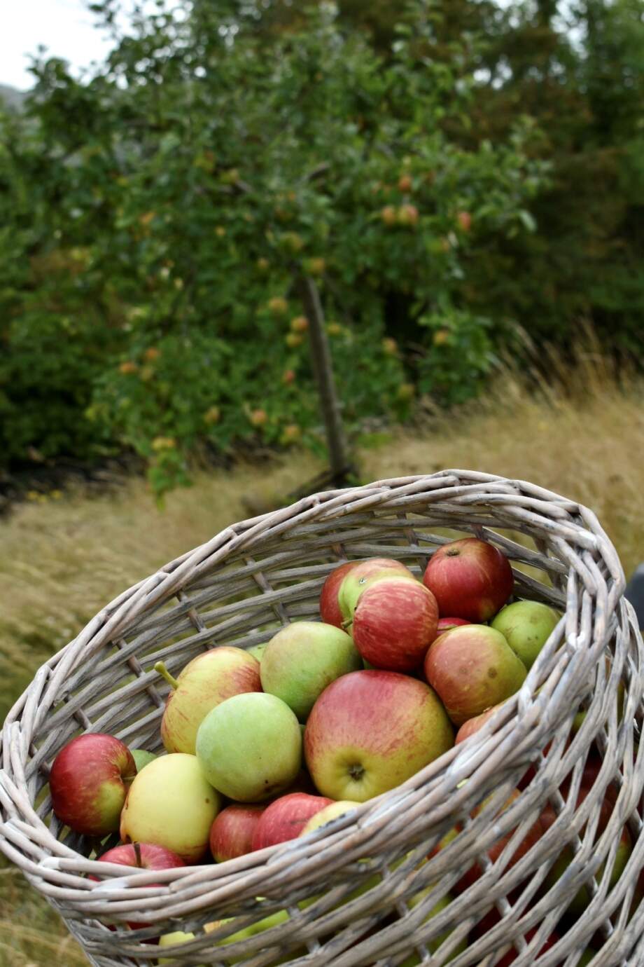 Fresh apple juice